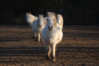 Bienvenue au Poney Club de Rombly